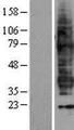 FP / PTGFR Protein - Western validation with an anti-DDK antibody * L: Control HEK293 lysate R: Over-expression lysate