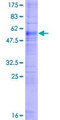 FP / PTGFR Protein - 12.5% SDS-PAGE of human PTGFR stained with Coomassie Blue