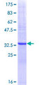 FPGS Protein - 12.5% SDS-PAGE Stained with Coomassie Blue.