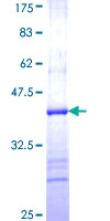 FPGT Protein - 12.5% SDS-PAGE Stained with Coomassie Blue.