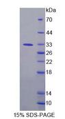 FPGT Protein - Recombinant Fucose-1-Phosphate Guanylyltransferase (FPGT) by SDS-PAGE