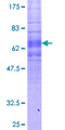 FPR1 / FPR Protein - 12.5% SDS-PAGE of human FPR1 stained with Coomassie Blue
