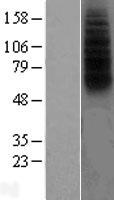 FPR2 / FPRL1 Protein - Western validation with an anti-DDK antibody * L: Control HEK293 lysate R: Over-expression lysate