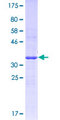 FPR3 / FPRL2 Protein - 12.5% SDS-PAGE Stained with Coomassie Blue.