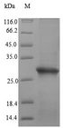 FR4 / Folate Receptor 4 Protein - (Tris-Glycine gel) Discontinuous SDS-PAGE (reduced) with 5% enrichment gel and 15% separation gel.