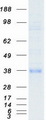 FRA-1 / FOSL1 Protein - Purified recombinant protein FOSL1 was analyzed by SDS-PAGE gel and Coomassie Blue Staining