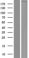 FREM3 Protein - Western validation with an anti-DDK antibody * L: Control HEK293 lysate R: Over-expression lysate