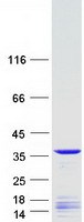 FRG1 Protein - Purified recombinant protein FRG1 was analyzed by SDS-PAGE gel and Coomassie Blue Staining