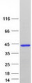 FRG2B Protein - Purified recombinant protein FRG2B was analyzed by SDS-PAGE gel and Coomassie Blue Staining