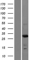 FRG2C Protein - Western validation with an anti-DDK antibody * L: Control HEK293 lysate R: Over-expression lysate