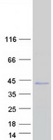 FRG2C Protein - Purified recombinant protein FRG2C was analyzed by SDS-PAGE gel and Coomassie Blue Staining