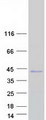 FRG2C Protein - Purified recombinant protein FRG2C was analyzed by SDS-PAGE gel and Coomassie Blue Staining