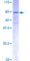 FRK Protein - 12.5% SDS-PAGE of human FRK stained with Coomassie Blue