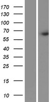 FRMD3 Protein - Western validation with an anti-DDK antibody * L: Control HEK293 lysate R: Over-expression lysate