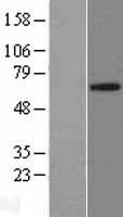 FRS2 Protein - Western validation with an anti-DDK antibody * L: Control HEK293 lysate R: Over-expression lysate