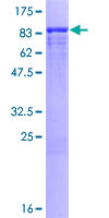 FRS2 Protein - 12.5% SDS-PAGE of human FRS2 stained with Coomassie Blue