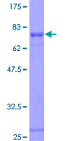 FRS2 Protein - 12.5% SDS-PAGE Stained with Coomassie Blue.