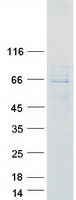 FRS2 Protein - Purified recombinant protein FRS2 was analyzed by SDS-PAGE gel and Coomassie Blue Staining