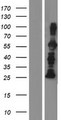 FRS3 Protein - Western validation with an anti-DDK antibody * L: Control HEK293 lysate R: Over-expression lysate