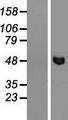 FSAP57 / SMU1 Protein - Western validation with an anti-DDK antibody * L: Control HEK293 lysate R: Over-expression lysate