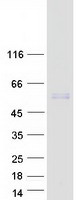 FSAP57 / SMU1 Protein - Purified recombinant protein SMU1 was analyzed by SDS-PAGE gel and Coomassie Blue Staining