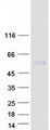 FSAP57 / SMU1 Protein - Purified recombinant protein SMU1 was analyzed by SDS-PAGE gel and Coomassie Blue Staining
