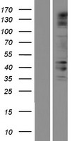 FSAPc / C19orf29 Protein - Western validation with an anti-DDK antibody * L: Control HEK293 lysate R: Over-expression lysate