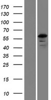 FSD1L Protein - Western validation with an anti-DDK antibody * L: Control HEK293 lysate R: Over-expression lysate