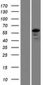 FSD1L Protein - Western validation with an anti-DDK antibody * L: Control HEK293 lysate R: Over-expression lysate