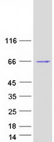 FSD1L Protein - Purified recombinant protein FSD1L was analyzed by SDS-PAGE gel and Coomassie Blue Staining