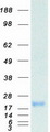 FSHB / FSH Beta Protein - Purified recombinant protein FSHB was analyzed by SDS-PAGE gel and Coomassie Blue Staining