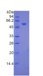 FSIP1 Protein - Recombinant Fibrous Sheath Interacting Protein 1 By SDS-PAGE