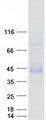 FST / Follistatin Protein - Purified recombinant protein FST was analyzed by SDS-PAGE gel and Coomassie Blue Staining