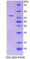 FSTL1 Protein - Recombinant  Follistatin Like Protein 1 By SDS-PAGE