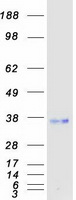 FSTL1 Protein - Purified recombinant protein FSTL1 was analyzed by SDS-PAGE gel and Coomassie Blue Staining