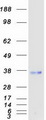 FSTL1 Protein - Purified recombinant protein FSTL1 was analyzed by SDS-PAGE gel and Coomassie Blue Staining