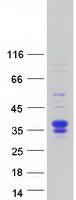 FSTL3 / FLRG Protein - Purified recombinant protein FSTL3 was analyzed by SDS-PAGE gel and Coomassie Blue Staining