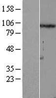 FSTL5 Protein - Western validation with an anti-DDK antibody * L: Control HEK293 lysate R: Over-expression lysate