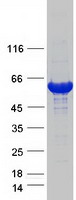 FTCD / 58K Golgi Protein Protein - Purified recombinant protein FTCD was analyzed by SDS-PAGE gel and Coomassie Blue Staining