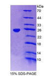 FTH1 / Ferritin Heavy Chain Protein - Recombinant Ferritin, Heavy Polypeptide By SDS-PAGE