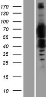 FTO Protein - Western validation with an anti-DDK antibody * L: Control HEK293 lysate R: Over-expression lysate