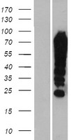 FUBP1 Protein - Western validation with an anti-DDK antibody * L: Control HEK293 lysate R: Over-expression lysate