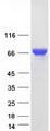 FUBP1 Protein - Purified recombinant protein FUBP1 was analyzed by SDS-PAGE gel and Coomassie Blue Staining