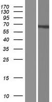 FUBP3 Protein - Western validation with an anti-DDK antibody * L: Control HEK293 lysate R: Over-expression lysate