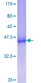 FUBP3 Protein - 12.5% SDS-PAGE Stained with Coomassie Blue.