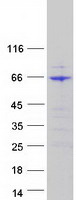 FUBP3 Protein - Purified recombinant protein FUBP3 was analyzed by SDS-PAGE gel and Coomassie Blue Staining