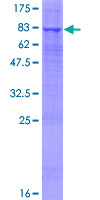 FUCA2 Protein - 12.5% SDS-PAGE of human FUCA2 stained with Coomassie Blue