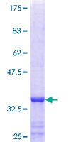FUCA2 Protein - 12.5% SDS-PAGE Stained with Coomassie Blue.