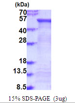 FUCA2 Protein