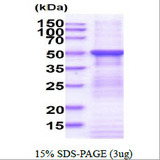 FUCA2 Protein